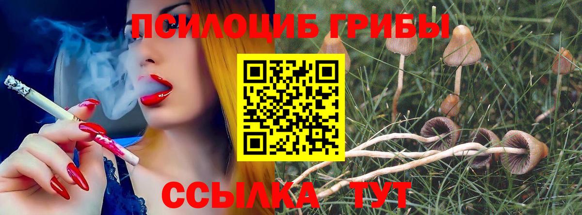 Галлюциногенные грибы Psilocybine cubensis  Вход с VPN  как найти   Карабулак 
